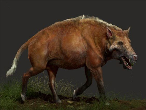 古巨猪体型与奶牛类似，肩高5英尺，后颈部的棘突发达，背部很可能具有“肉丘”。他们像现代的野猪和西猯一样，是以植物为主的杂食性动物，但更加适应于肉食性，包括食腐和各种小动物，跑犀，副跑犀，先兽等也都是它们潜在的食物。