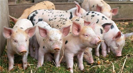 现代实用科学养猪——怎么养育肥猪长的快