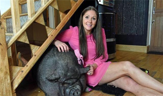 女子养2头300斤的猪，会撒娇卖萌，女子爱得不行，睡觉都要一起