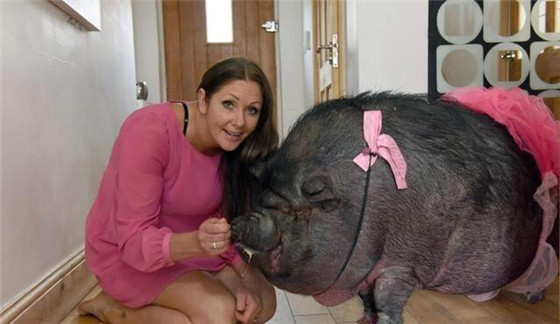 女子时常给两头猪打扮得美美的，给它们戴花穿裙子。