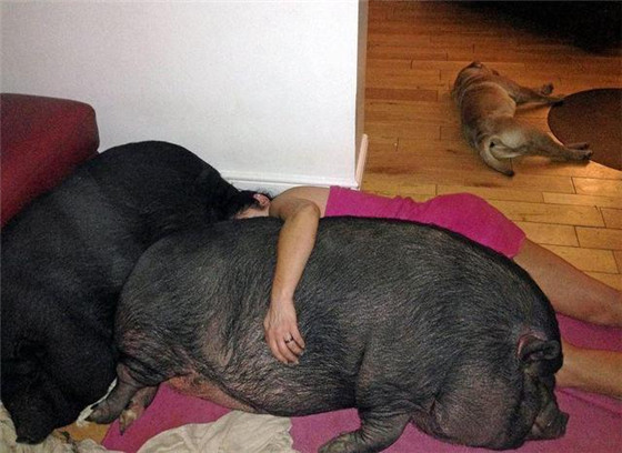 即使是睡觉的时候，女子也会抱着两头猪一起睡。