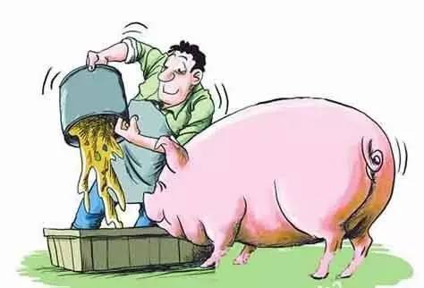 2018年养猪五大要素需注意，赚钱路上别被落下