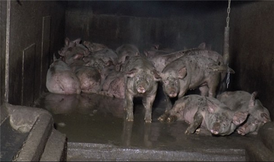 爱尔兰养猪场 8000只猪被养的跟“鬼“一样，这猪肉怎么吃得下去