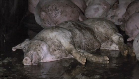爱尔兰的赛默萨特农场内饲养了8000头猪，圈内都是猪的排泄物和污水，还有一头猪死在污水中。估计是被臭死