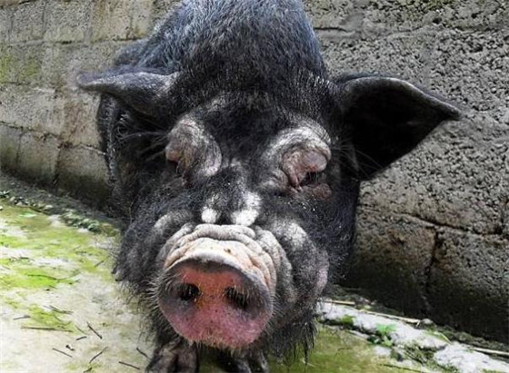 搞笑瞬间：最丑、最萌的猪！