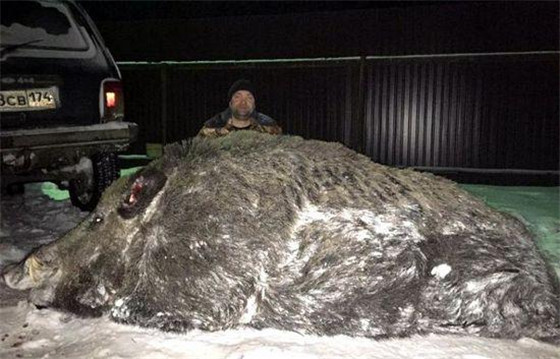 俄罗斯斯维尔德洛夫斯克州的猎人们近日打死了一只重量超过500公斤的巨型野猪。其中一名猎人彼得·马克西莫夫说，他头一次遇到这么大的猎物。