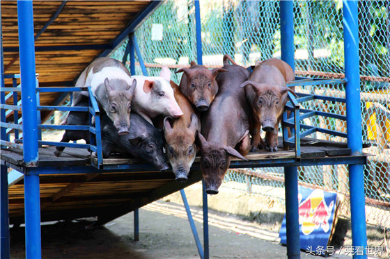 猪跳水，你们见过吗？图为一群猪站在跳水平台上，望着水面，心中不知在想什么呢？