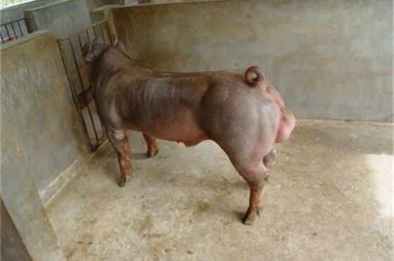 世界上猪的种类很多，但是上图中的这种猪，你可能没有见过，即使见过也可能没有吃过，这种猪的名字叫做杜洛克猪，原产于美国，这种猪原来是脂肪型猪，后来为适应市场需求，改良为瘦肉型猪。