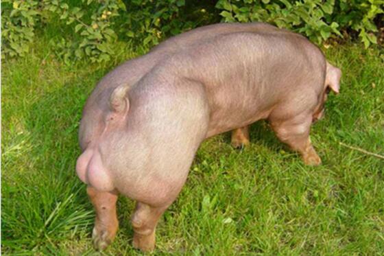 在1978年之后，我国又陆续从国外引进纯种的杜洛克猪，经过多年的驯化饲养，用其作为父本与本地猪进行杂交选育，其中以金华猪和龙尤乌猪效果最好。