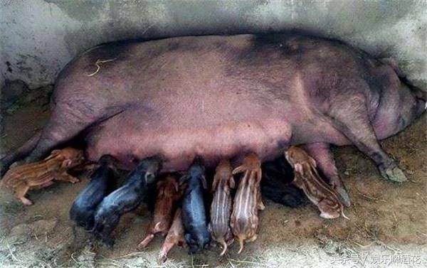 有一位山区的农户，他家里就养了一头母猪，他采用的就是半散养的方式，每天都会让猪自己出去遛一会。