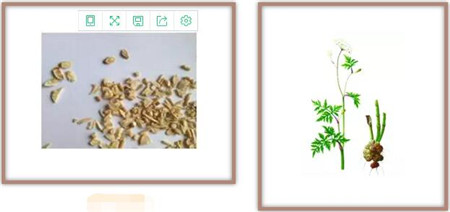 抗生素替代品,靠谱吗?