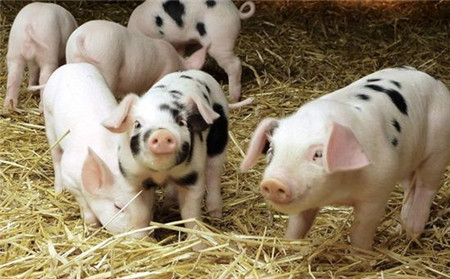 冬季温度较低，养猪就必须要注意保暖，特别是饲养仔猪，如果不注意保暖就很容易使猪出现生长缓慢甚至发生疾病等问题。帮助仔猪顺利度过冬季这一关卡，也是稳定提高猪场经济效益的重要环节。