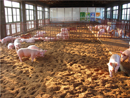 冬季寒冷时期仔猪饲养要点，养殖猪仔应认真做好这几点