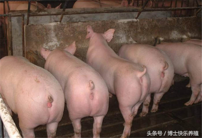 艾叶。艾叶营养丰富，对猪有抗病作用。在仔猪饲料中添加3%～4%艾叶粉、育成猪添加1.5%～2.0%，可使日增重提高5%～8%，饲料消耗率降低7%～12%。