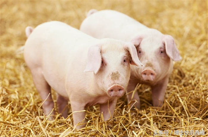 育肥增重小妙招，养殖户如何科学运用让猪日长三斤？