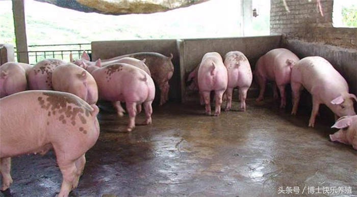 喂Cu增重。在肉猪育肥期添加微量元素铜，可明显增加猪的体重，并抑制某些病菌对猪侵害，保障猪的健康生长。在加拌抗生素的饲料中，如再加拌适量的铜元素，可使猪日增重提高6.7％，饲料利用率提高2％－5％。