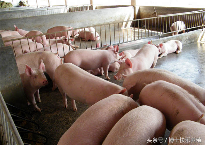 甲酸钙。在仔猪断奶后头几周饲料中添1.5克甲酸钙，可使仔猪的生长速度提高12％以上，饲料转化率提高4％，并能减少仔猪的发病率。