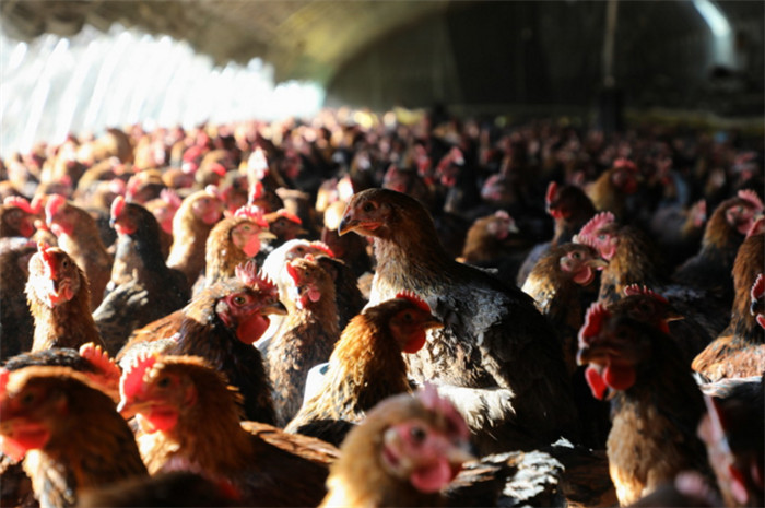 一年前买来的2000只小鸡雏终于长大，如今，这些跑山鸡将给王承德带来30多万的收入。