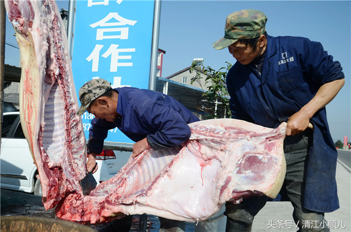 近日，湖北省宜昌城区人王先生，在农村买一头年猪时，硬是多给了150元，王先生说，像这样不吃饲料的猪肉，他还动员其他市民到农村来买生态猪肉、粮食猪。