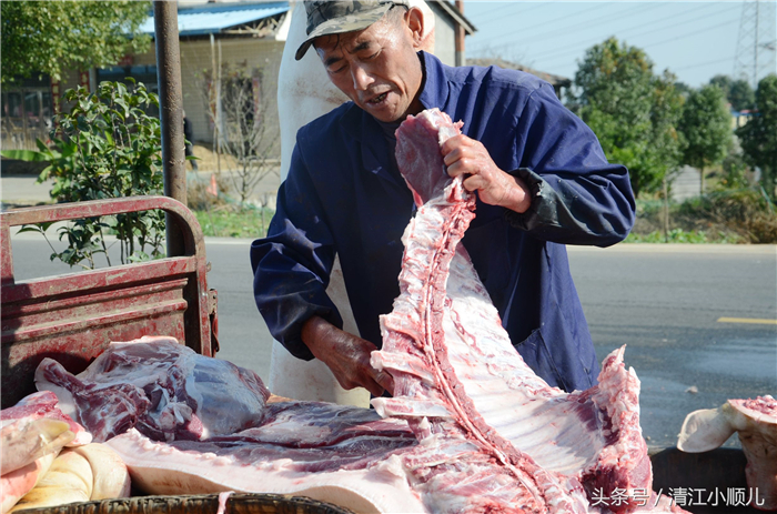 在湖北宜昌夷陵区鸦鹊岭镇有百余头生态猪，被城里人买回去，双方互惠互利，各得其所。
