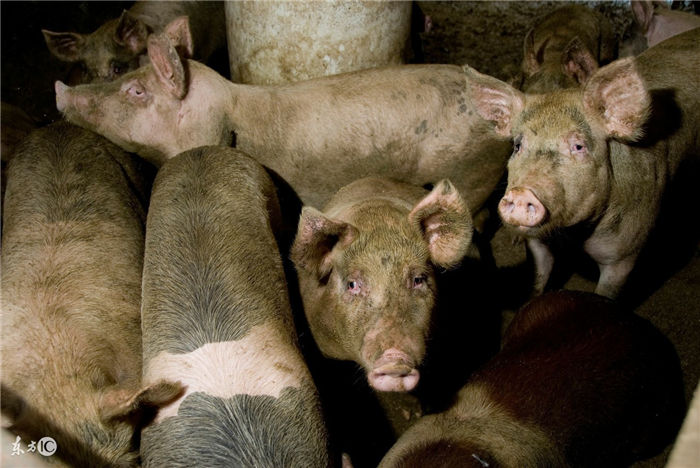 一般年出栏万头育肥猪的大猪场占地面积30000㎡为宜。