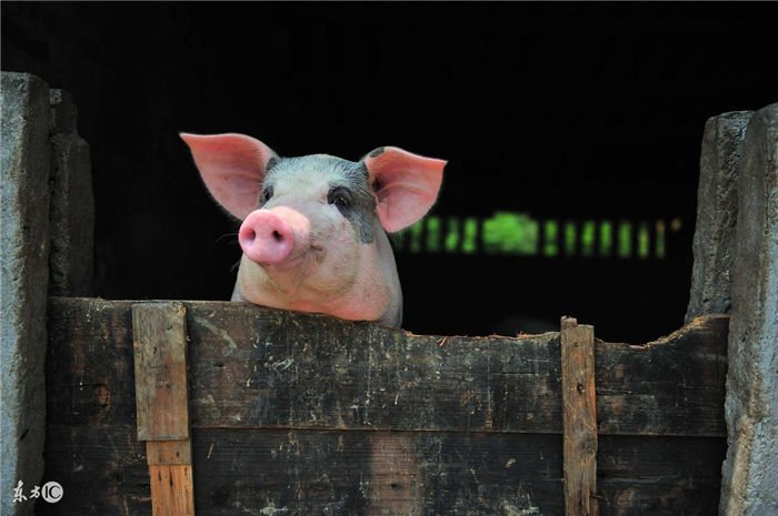 猪场场地规划和建筑物布局 应根据有利防疫、改善场区小气候、方便饲养管理、节约用地等原则进行场地规划。 猪场一般可分为四个功能区，即生产区、生产管理区、隔离区、生活区；