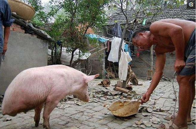 一位农村阿伯是养猪专业户，他的大猪生了一条只有两条腿的小猪，本以为这条猪不会走。