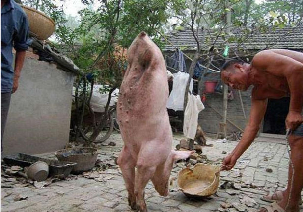 这位阿伯就想好吃好喝的伺候这条猪，在养大点就杀掉自己吃。