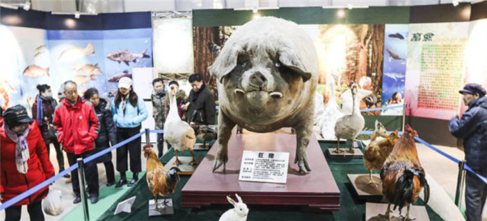 重达1800斤、长达2.5米、胸围2.23米中华第一猪，如今这个有记载以来最重的猪做成标本珍藏在辽宁省农业博物馆里，作为镇馆之宝。