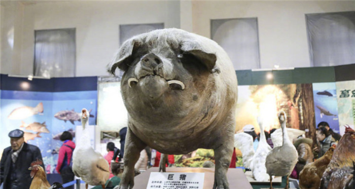 重达1800斤、长达2.5米、胸围2.23米中华第一猪，如今这个有记载以来最重的猪做成标本珍藏在辽宁省农业博物馆里，作为镇馆之宝。