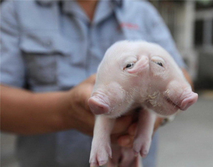 双头小猪的主人希望得到动物专家的专业帮助指导，希望这头双头猪能够健康成长