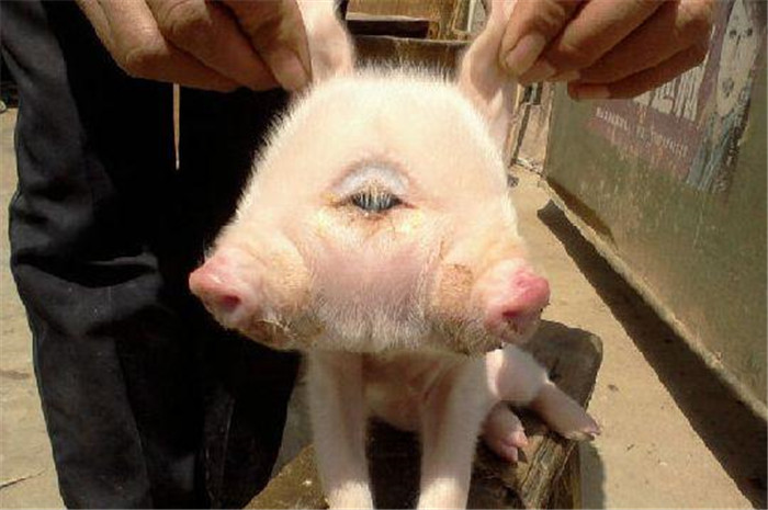 一只小猪宝宝竟有两个脑袋三只耳朵，这头猪崽已成为“明星”，很多人慕名前来观看，他们表示非常惊讶，这只猪竟然长了两个脑袋