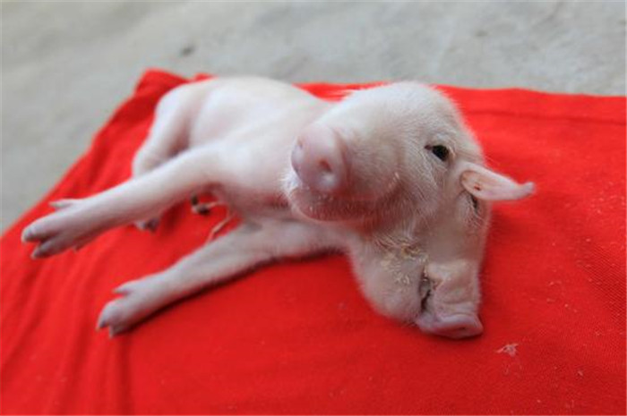 双头猪被好心人发现，由于头部太重，它站立不起来，有人专门给它买了婴儿奶粉用奶瓶喂养，小猪宝宝的两张嘴都能进食