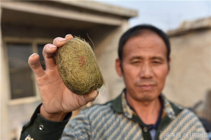 2017年11月28日，山东省日照市莒县龙山镇柏崖村，51岁的柏春楼在展示“猪宝”。今年8月份，他在杀猪时，意外获得一个“毛蛋”，经上海专业鉴定机构鉴定为“猪宝”，专家估价在300万元至400万元之间。