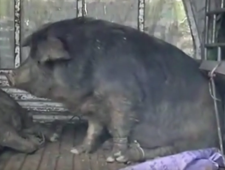 农村三位大叔就可以搞定500斤大黑猪，过年的氛围越来越浓了