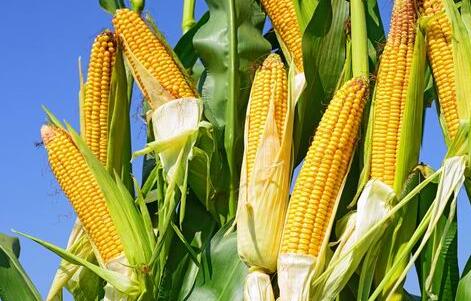 恐承受压价？玉米市场“春光”短期难见！