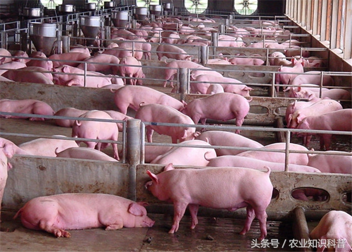 上海白猪，产于上海、宝山两县。猪体型中等，被毛白色，成年公猪体重258公斤，成年母猪体重117公斤，6月龄体重达90公斤，胴体瘦肉率55%。