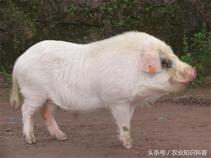 荣昌猪，四川省养猪研究所与四川农大在纯种繁育的基础上导入适当比例的外血选育而成。新育成的瘦肉型品系与原荣昌猪比较，瘦肉率达55%。