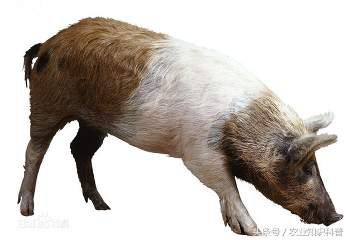汉普夏猪，又名银带猪，产于美国，1972年引进我国，该猪被毛黑色，仅在肩颈结合部有一白带围绕，猪嘴长而直，耳大适中而直立，体躯长，背线微呈弓形，身躯臀部肌肉发达。汉普夏猪生长较快，6月龄达85公斤，一年达165公斤。