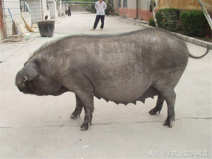 国内饲养的优良猪品种展示