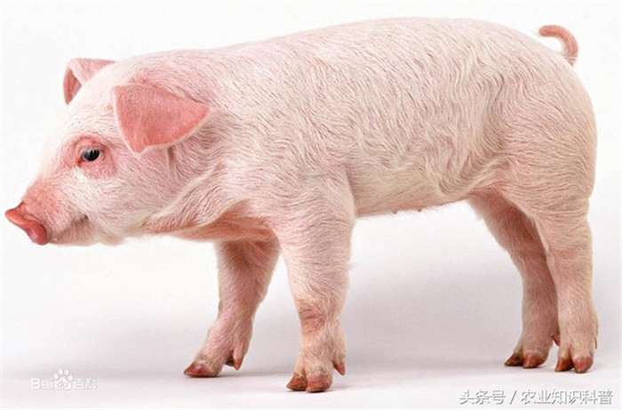 三江白猪，产于黑龙江合江地区，是我国首次育成的肉用型新品种。头颈嘴直，耳下垂，背腰宽平，腿臀丰满，四肢粗壮，被毛全白，毛丛稍密。优点是性成熟较早，受胎率高，阳体瘦肉率达59%。