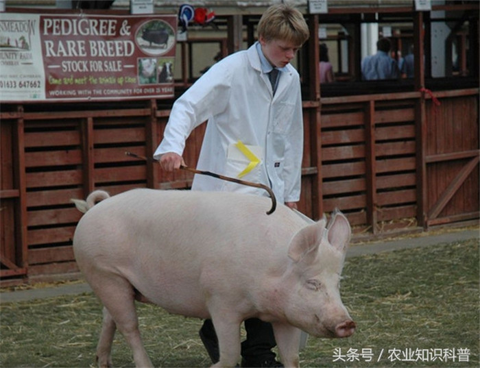 大约克夏猪，又名大白猪，原产于英国。该猪被毛白色，体长，头长，面微凹，耳大而薄，体躯长，背弓形，后躯宽长，腹充实而紧，四肢长，生长快，6月龄体重达90公斤，一年达160公斤以上，成年公母猪分别为350公斤和300公斤，每窝平均产仔10.5头。