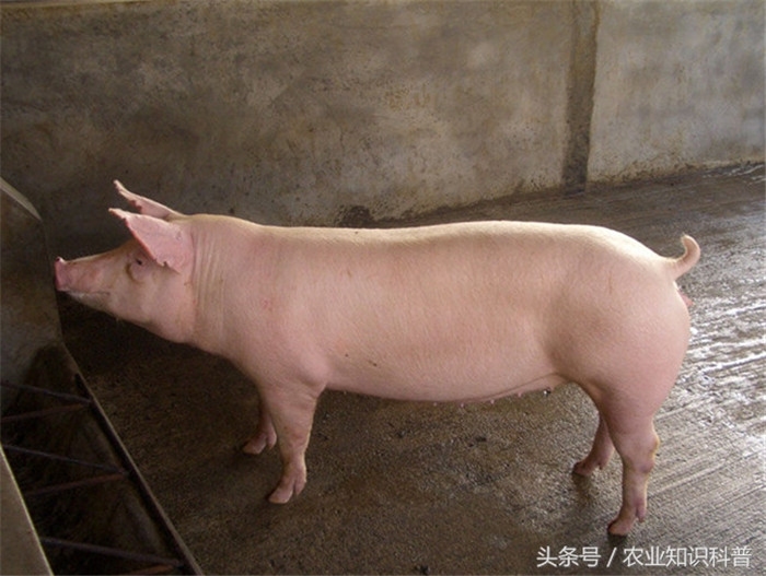 长白猪，原名兰特瑞斯猪，产于丹麦，60年代初引进我国。该猪全身毛白，头长，面直，耳大前倾，颈肩短，背腰长，有16对肋骨，后躯发达，大腿丰满，蹄硬，骨细皮薄；生长快，6月龄可达90公斤，1年达170-190公斤，成年猪300-350公斤。长白猪繁殖性能好。
