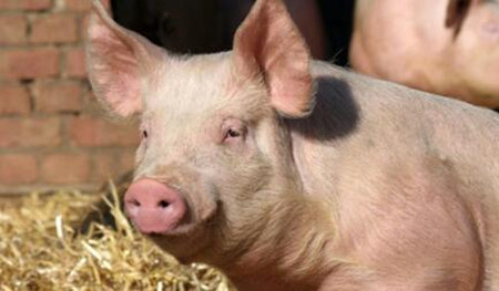 猪瘟对粕类市场的影响会加重吗？未来国内粕类将如何发展？