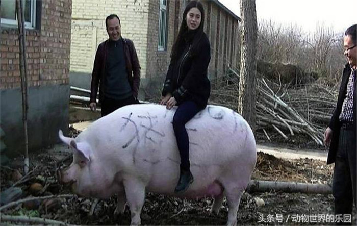 郑州黄河滩地，一头体长2.1米，体重1500斤的大肥猪被一名胆大的女子当做“小牛”骑了起来。托着人的大肥猪，不但走动灵活自如，且不忘记在路边悠闲的寻找着食物。
