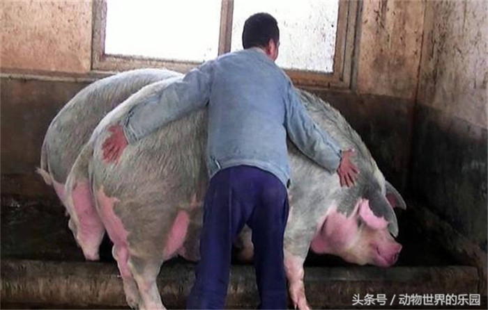郑州现1500斤猪王，女人直接骑着它去买菜