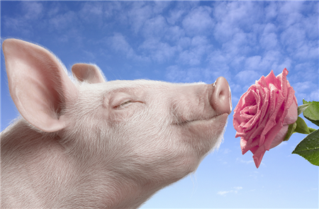 别说离开养猪行业 这7大趋势让你看到希望 - 猪