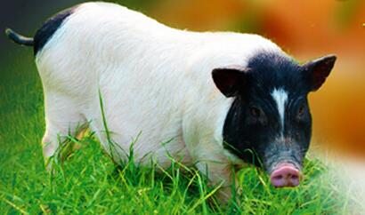 猪类中的“美人鱼”，猪类中的“名门贵族”-巴马香猪 - 养猪新闻 - 中国养猪网-中国养猪行业门户网站