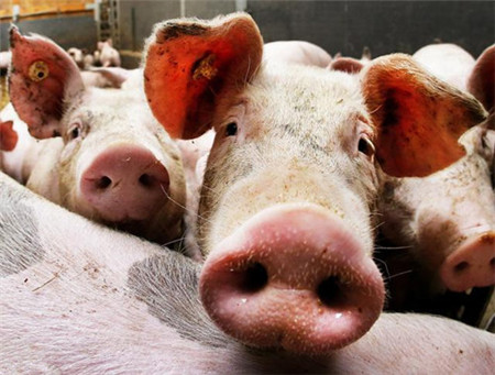11月份猪价上涨的三个原因，12，1月份猪价能否延续上涨？