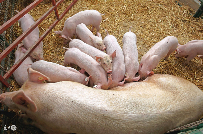 合理利用配种季节。比如说十月份给猪配种，第二年1～2月份产仔；2～3月份再配种，6—7月份产仔。这样，可以让母猪一年产2.5窝，两年产5窝。
